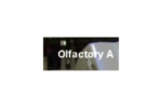 olfactory