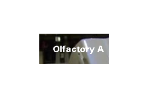 olfactory